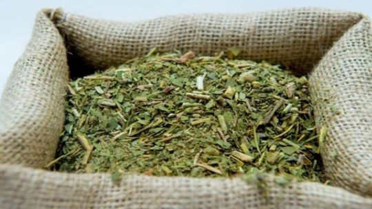 Crean la primera Escuela Argentina de Yerba Mate