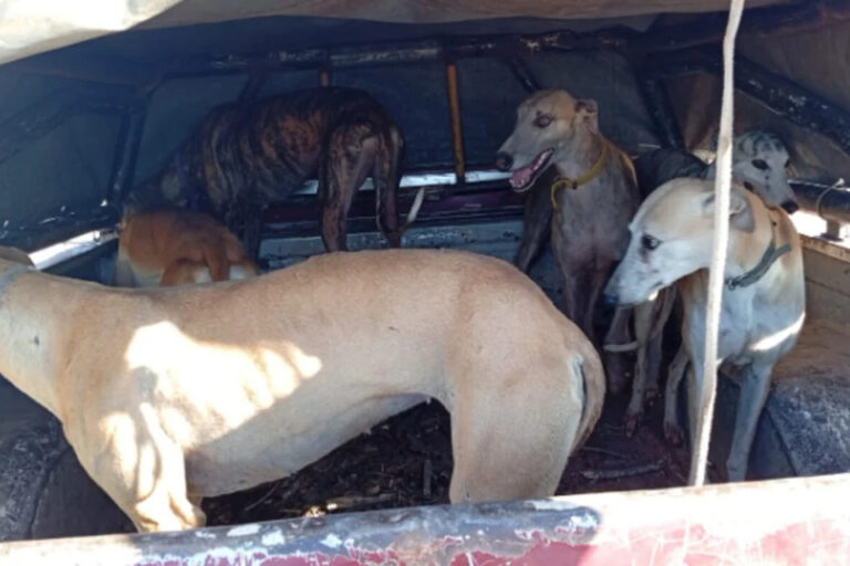 Rescatan en Córdoba a 75 perros galgos que eran usados por una red de caza ilegal