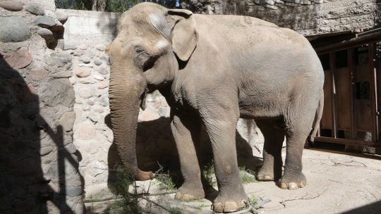 Murió Tamy, el elefante asiático que vivió 40 años en Mendoza tras ser abandonado por un circo