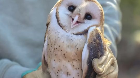 Jujuy: liberan aves silvestres nativas en el Parque Provincial La Reina