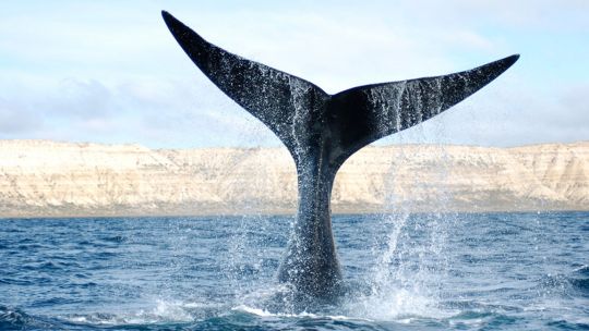 Un censo en las costas chubutenses encontró que2025 tiene el récord en cantidad de ballenas francas
