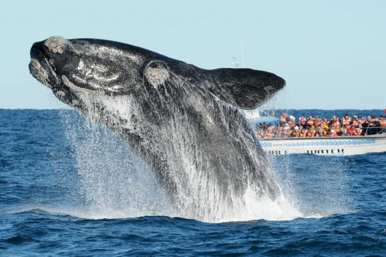 Más de 2.100 ballenas francas llegaron a Península Valdés
