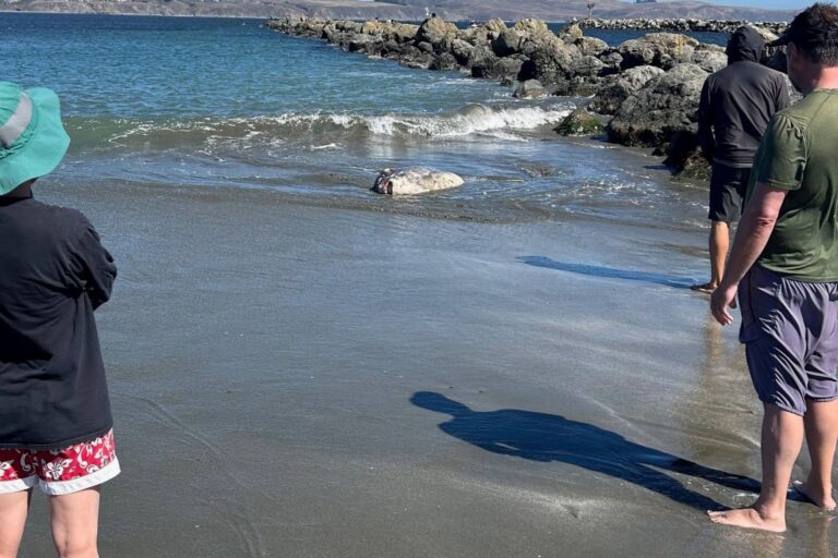 De otro planeta: la misteriosa criatura que apareció en una playa en California